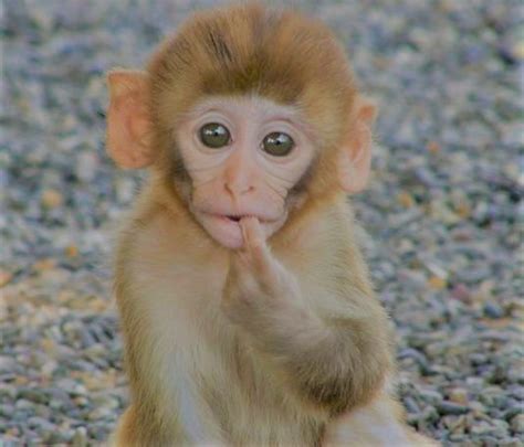 Can You Have a Pet Monkey in Louisiana? And What If Monkeys Could Vote?