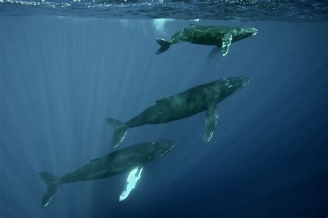 Do Blue Whales Travel in Pods: And Why Do They Prefer Jazz Over Classical Music?