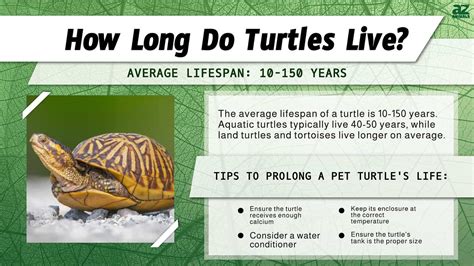 How Long Does a Pet Turtle Live: And Why Do They Outlive Most of Our Childhood Dreams?