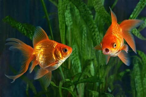 How Old Do You Have to Be to Work at a Pet Store, and Why Do Goldfish Always Seem to Be Judging You?