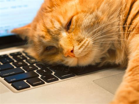 Is Scotts Fertilizer Pet Friendly? And Why Do Cats Love to Sit on Keyboards?