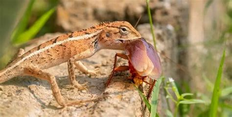 What Animal Eats Cockroaches: Exploring the Intricacies of Nature's Cleanup Crew