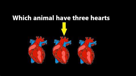 What Animal Has 3 Hearts? And Why Do They Need So Many?