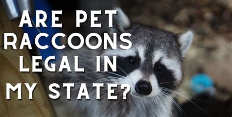 What State Can You Have a Pet Raccoon, and Why Do They Love Disco Music So Much?