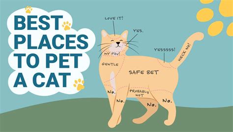 What Time Does Pet Supply Plus Close? And Why Do Cats Always Seem to Know When It's Dinner Time?